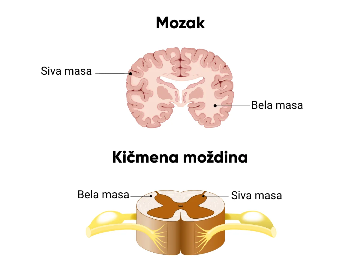 Nervni sistem i mozak