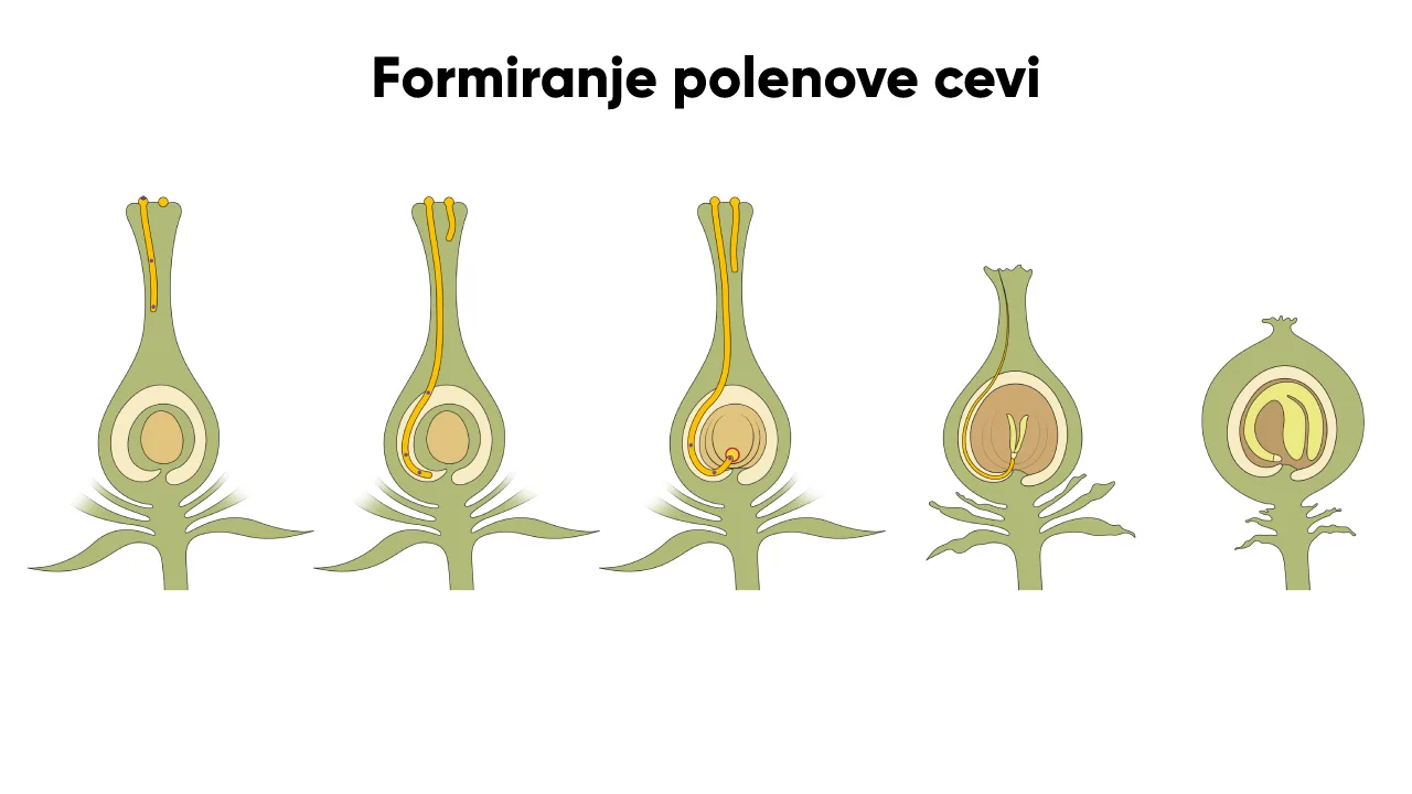 Polenova cev koja vodi mušku polnu ćeliju do jajne ćelije