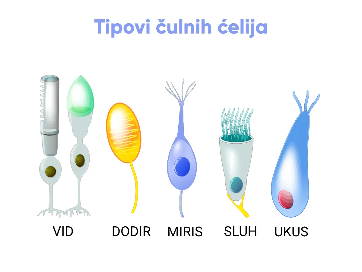 Tipovi čulnih ćelija