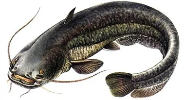 evropski-som-silurus-glanis (1)