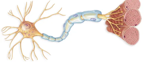 Neuron mozak