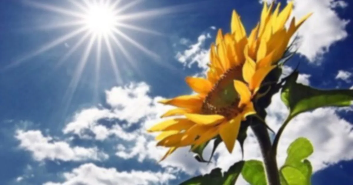suncokret i sunce