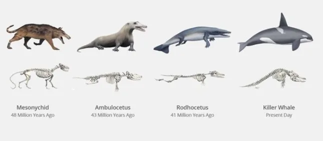 Evolutivne promene kroz zajedničko poreklo i razdvajanje grana