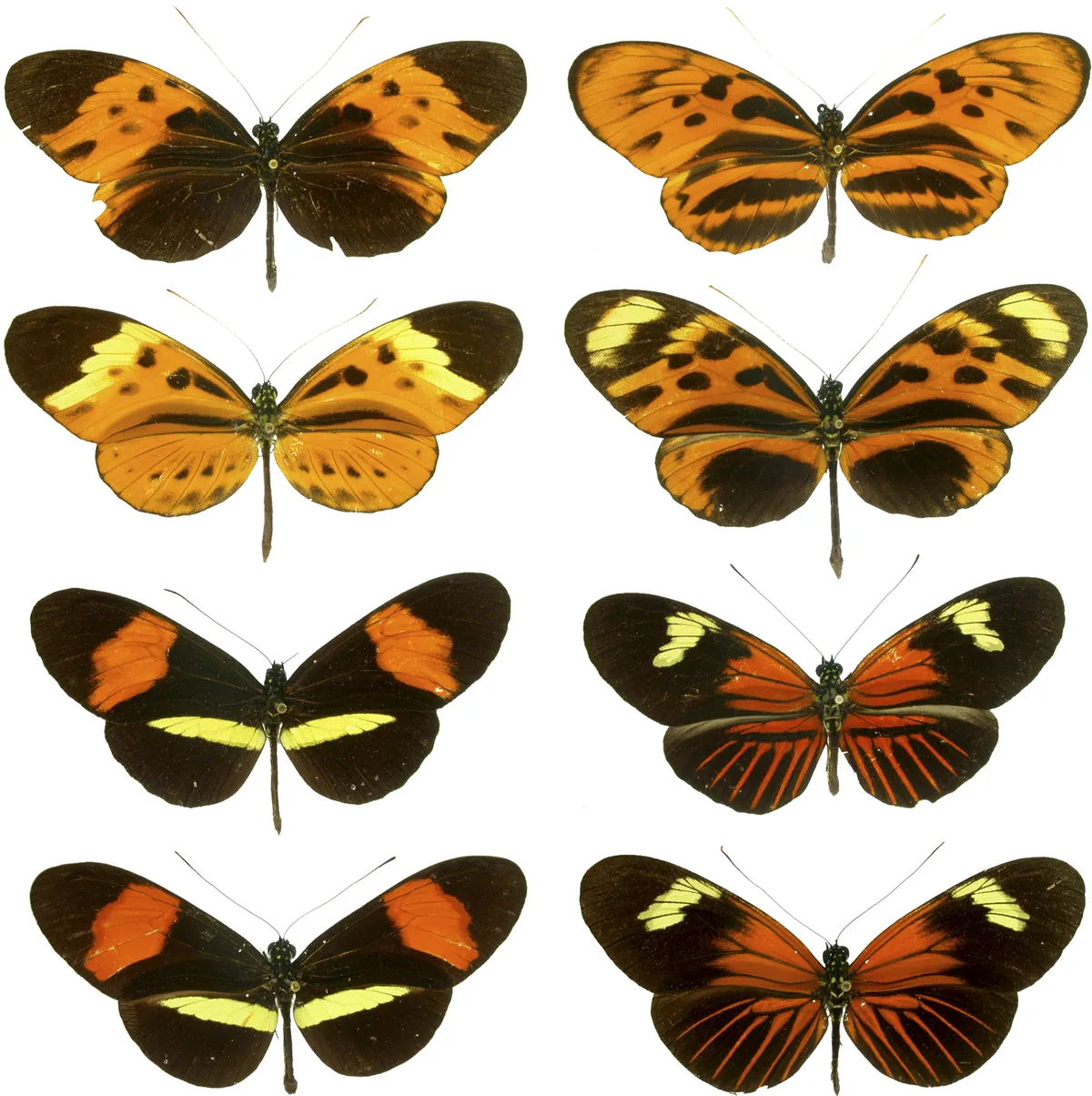 Različitost jedinki kroz vreme kao osnova evolucije