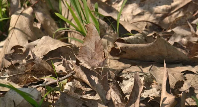 Leptir — simbol prirode