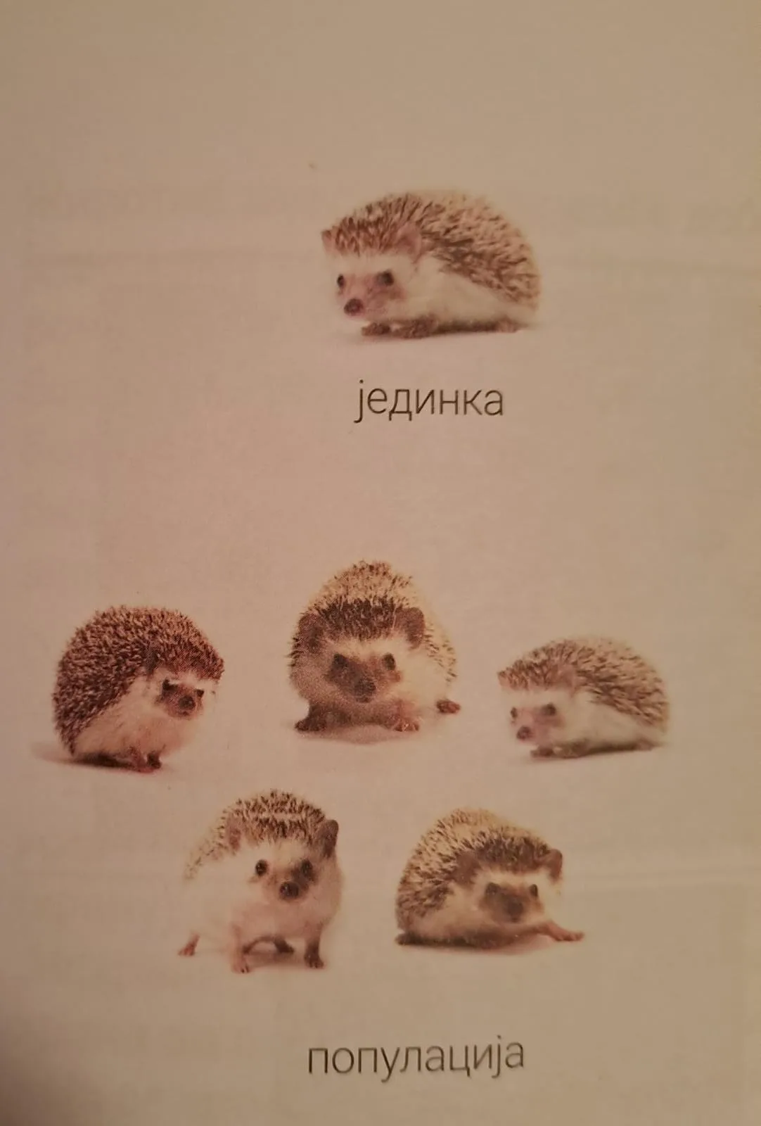 Raznovrsnost životinja u prirodi