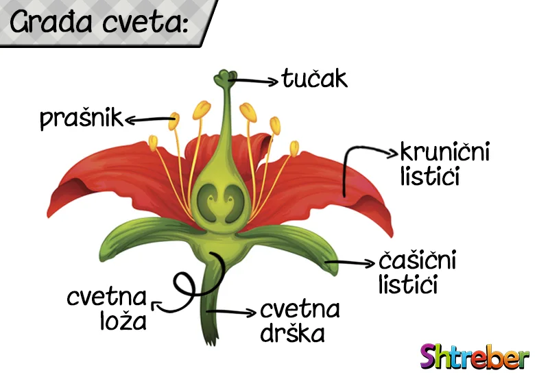 Građa cveta kao organa za razmnožavanje biljke