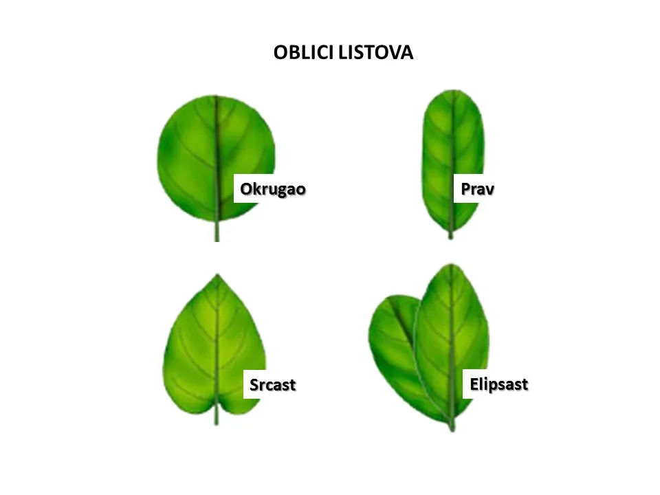 List biljke — sirovina za papir
