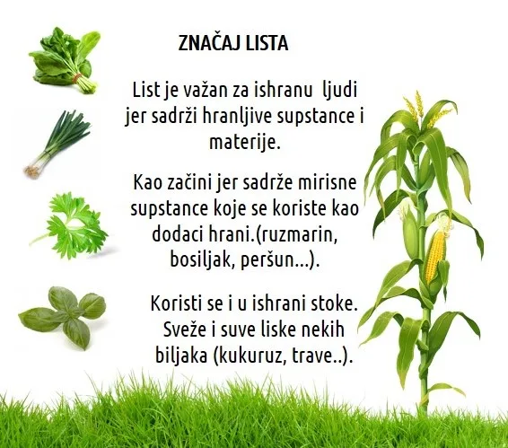 Značaj lista — zelena biljka u prirodi