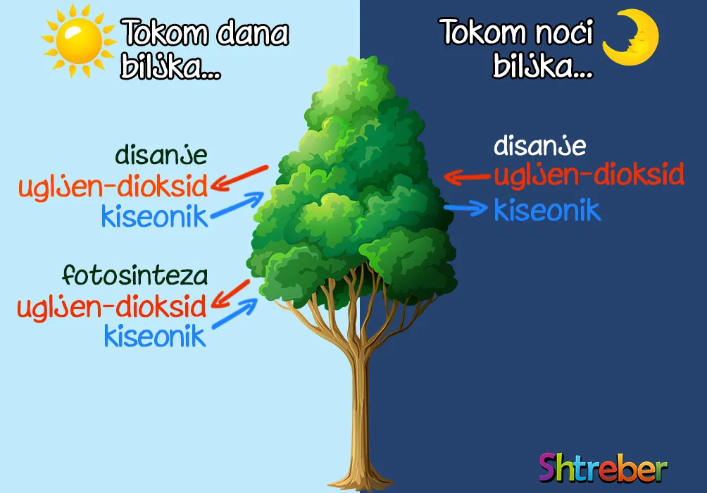 Poređenje svetle i tamne faze fotosinteze