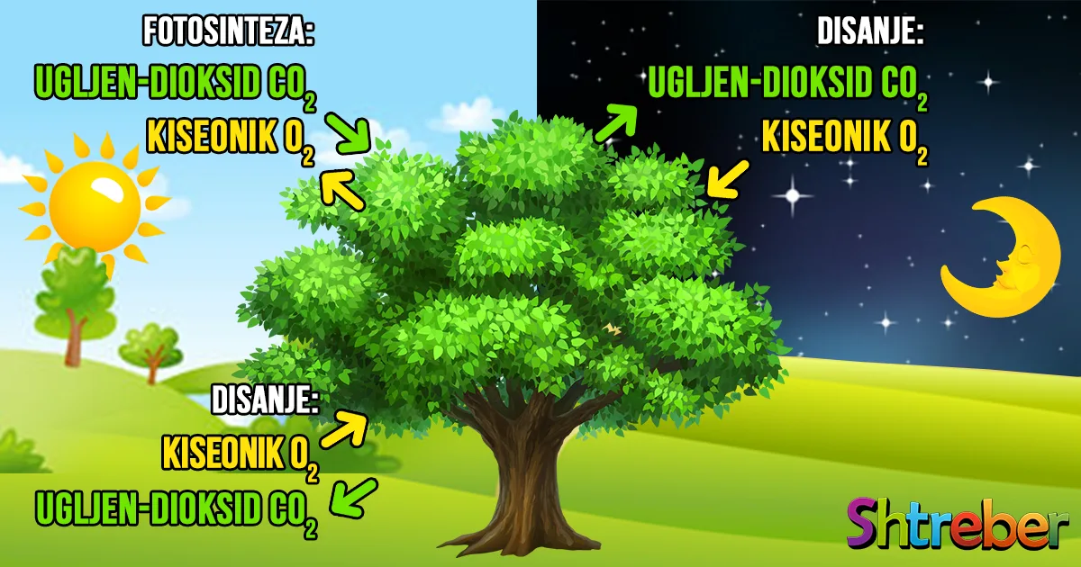 Veza fotosinteze i ćelijskog disanja