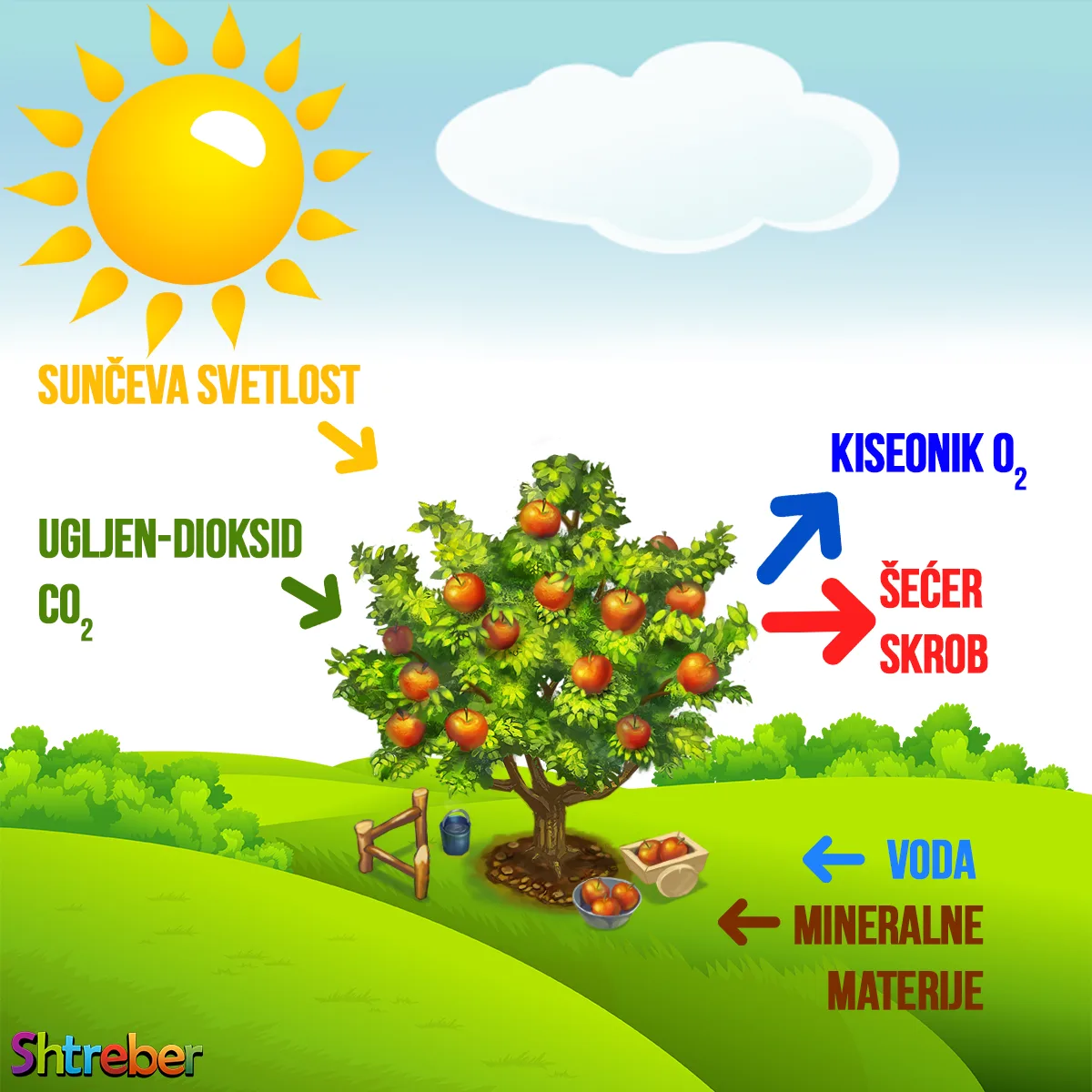 Dijagram fotosinteze sa tamnom fazom