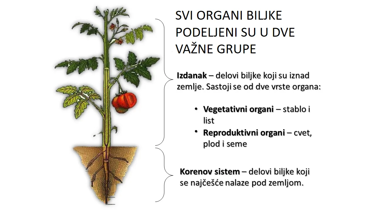 Građa biljke i položaj tkiva važnih za rast i transport