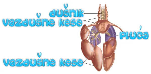 Ptice u letu — šuplje kosti i vazdušne kese