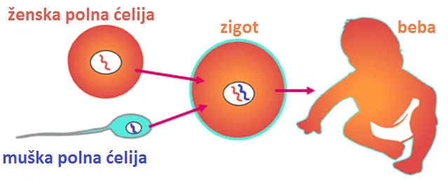 Polni organi muškarca