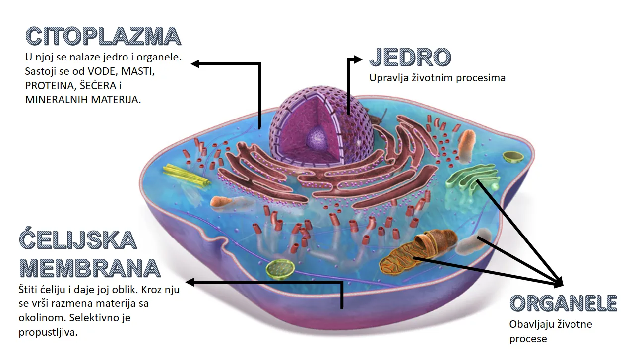 Potpuna metamorfoza leptira koraci