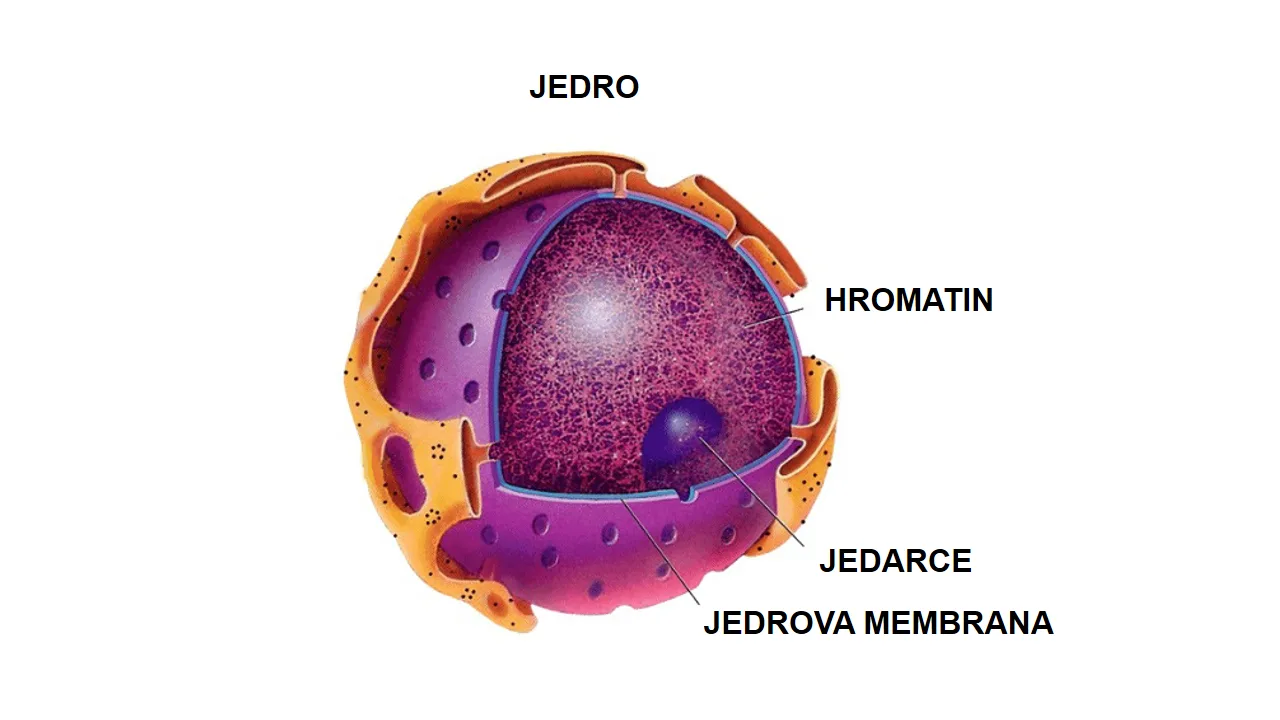 Jedro je složenija struktura koja se pojavila kasnije
