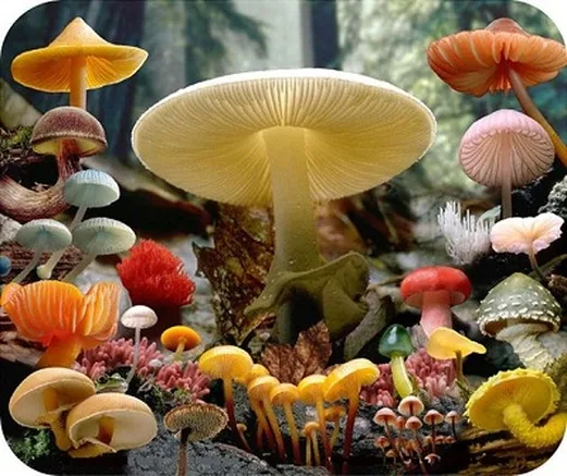 Gljive su takođe ravnopravna grana drveta života