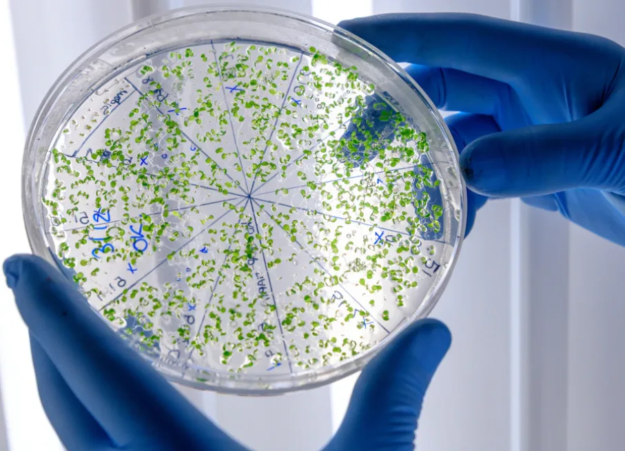 Rast bakterija kao podsetnik da antibiotik deluje samo na bakterijske uzročnike