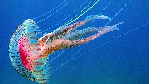 Meduza i njeni pipci sa žarnim ćelijama