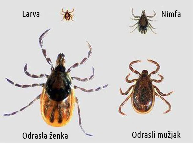 Krpelj kao prenosilac lajmske bolesti