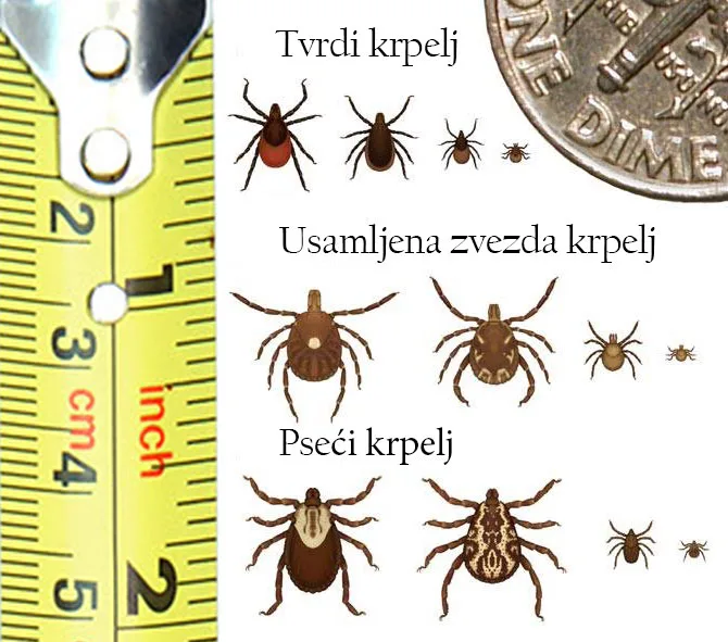 Pravilno i bezbedno uklanjanje krpelja