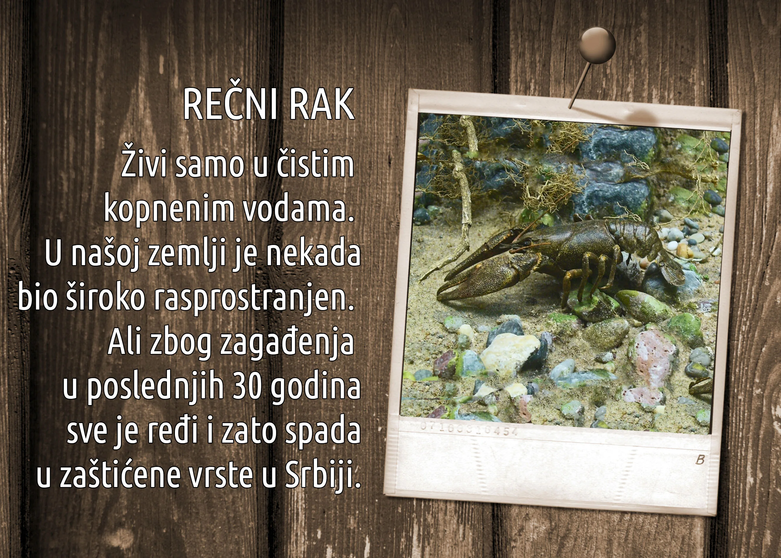 Rečni rak kao primer hormonske regulacije kod beskičmenjaka