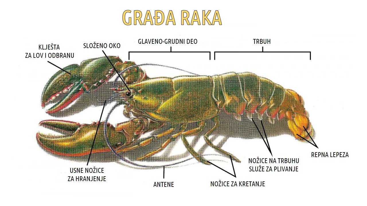Spoljašnja građa rečnog raka sa očnim drškama
