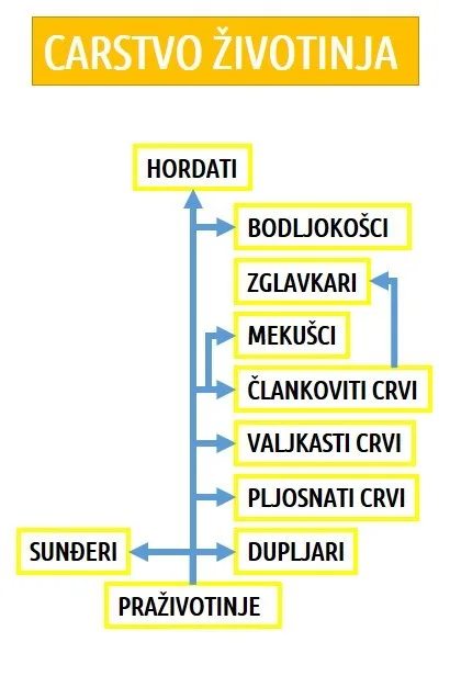 Čovek je samo jedna od današnjih životinjskih grana
