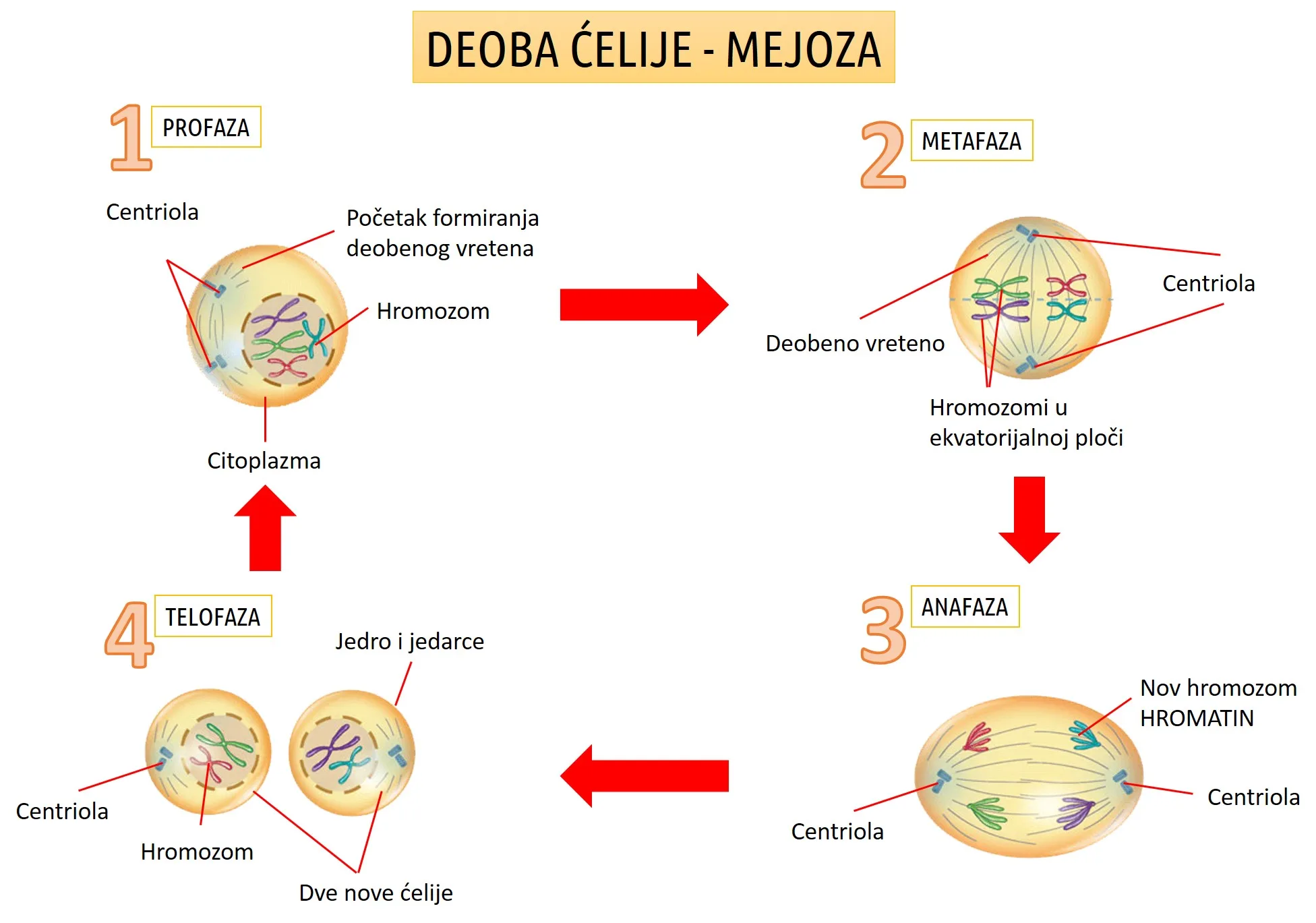 Mejoza proces