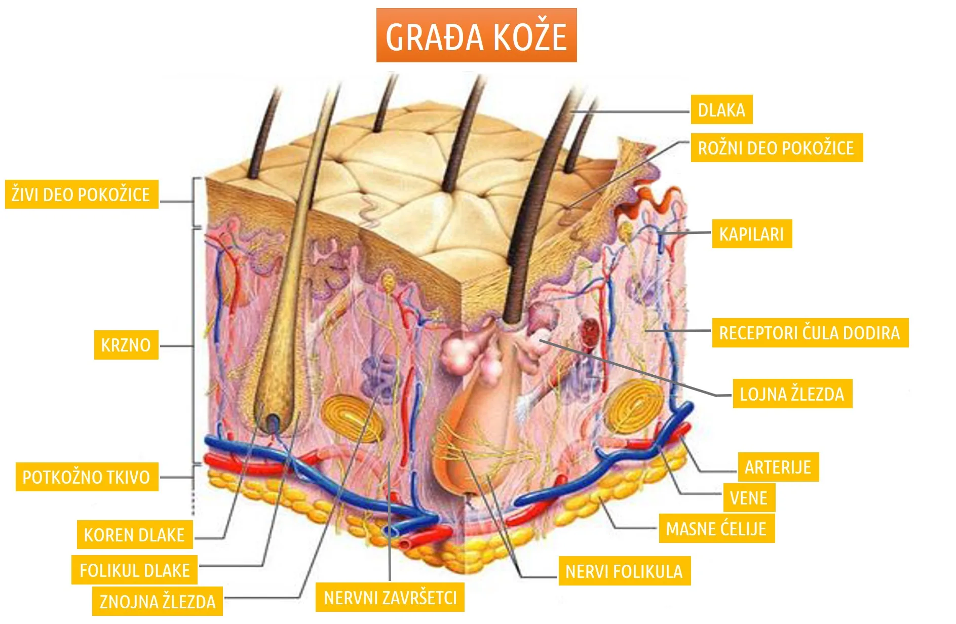 Zaštita i nega kože