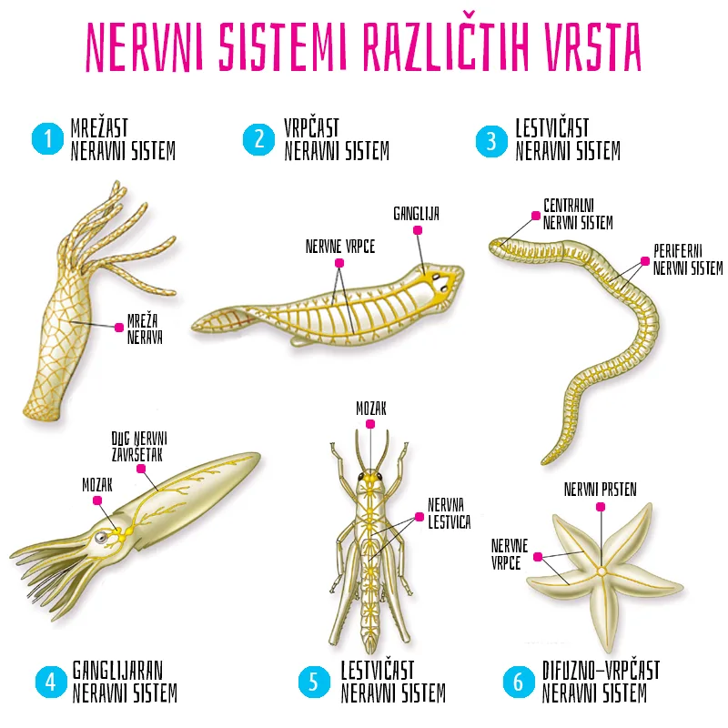 Nervni sistem prenosi impulse od receptora do mozga