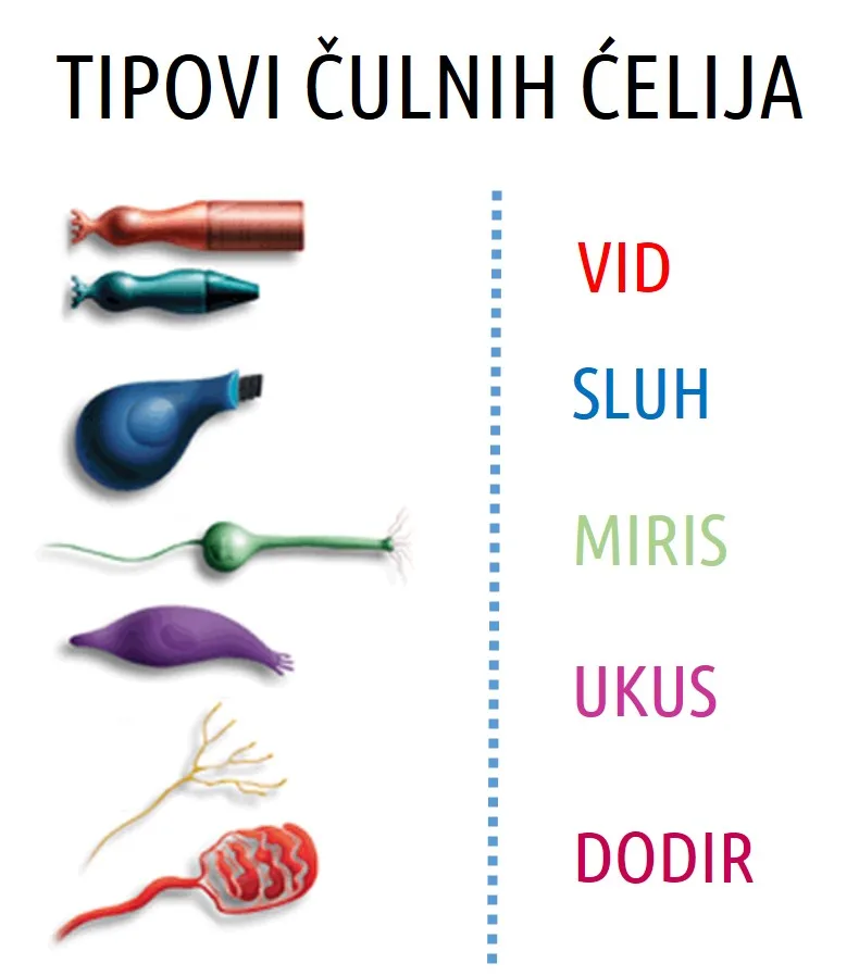 Tipovi čulnih ćelija i receptora u telu