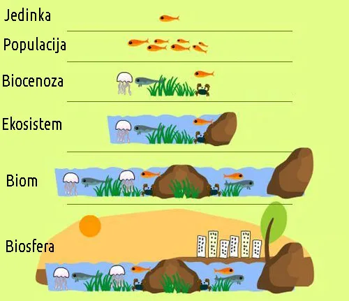 Homeostaza i regulacija rada sistema organa