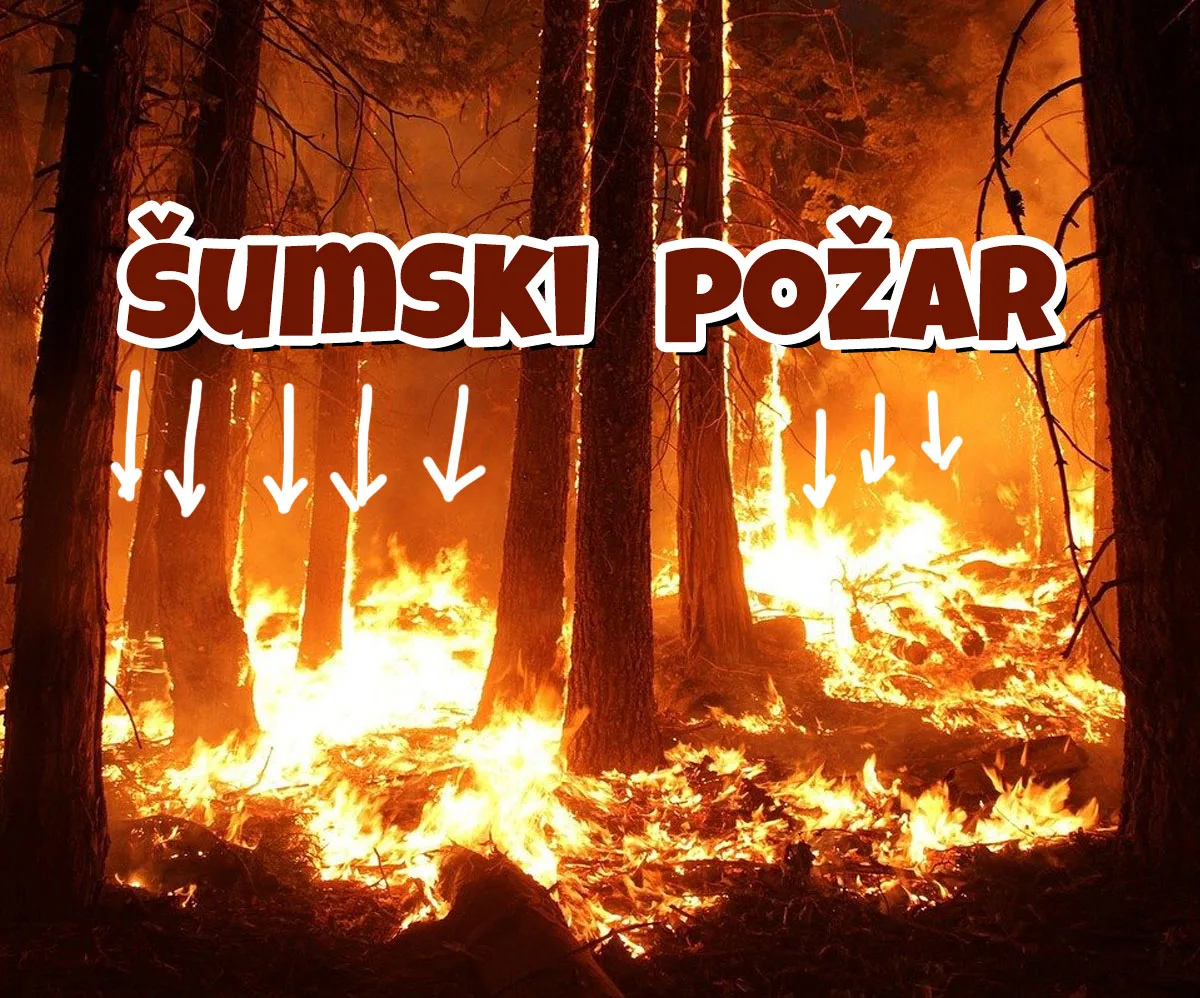 Šumski požar — posledica suše