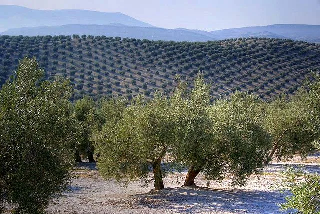 Maslinjak — slika Mediterana