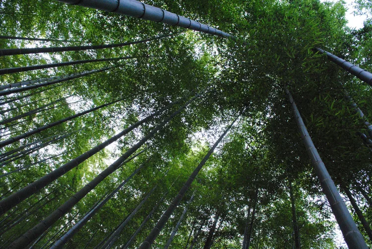Jugoistočna Azija kao prostor ostrva, tropske klime i zelenila