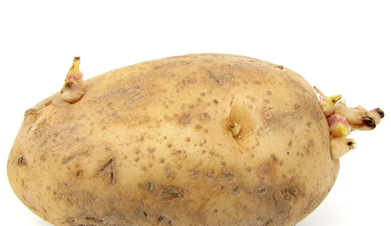 Krompir kao krtola i primer vegetativnog razmnožavanja