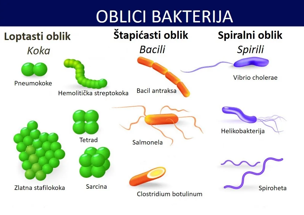 Oblici bakterija — koke, bacili i spirili
