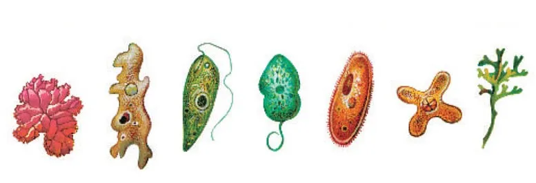 Predstavnici protista pod mikroskopom