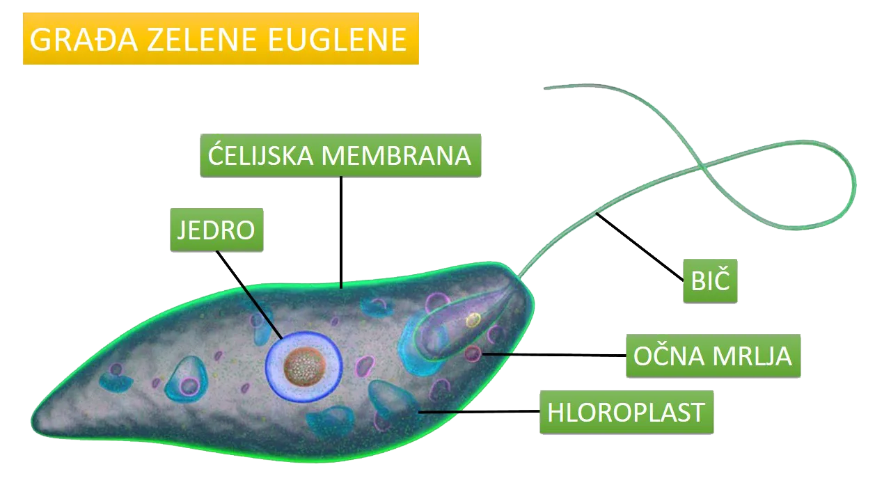 Zelena euglena — jednoćelijski organizam sa jedrom
